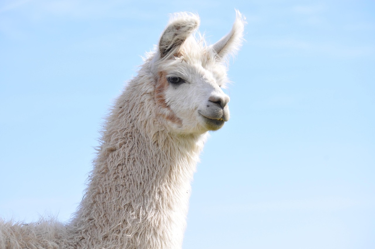 阿里通讯实名账号：流量卡是否需要补费使用？